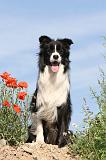 BORDER COLLIE 431